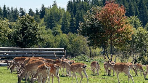Turističko naselje Ajdinovići SRCA - Hotel Horizont i Depadansa - Ljetni vikend odmor za dvoje, Olovo, Bosna i Hercegovina - 255,50 EUR - 2x noćenje u hotelu Horizont ili Depadansi u dvokrevetnoj sobi za 2 osobe, All inclusive